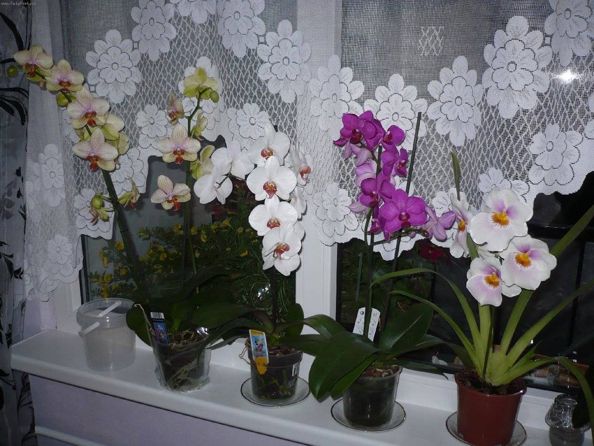 Что делать, чтобы орхидея зацвела снова и делала это круглый год, как заставить цвести и что нужно для повторного появления цветков, а также сорта растения