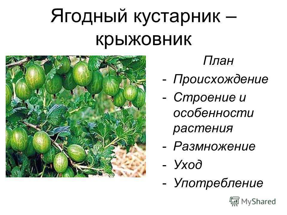 Как выращивать жёлтый русский крыжовник?