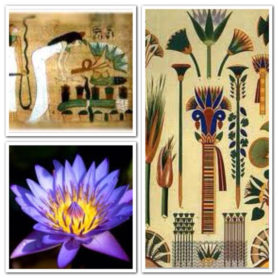 Растения египта: названия и фото, лекарственные, декоративные, цветущие, лечебные » карта путешественника