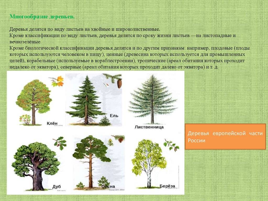 Деревья (фото). деревья-долгожители: названия и возраст в россии :: syl.ru
