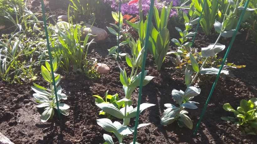 Цветок эустома (лизиантус) (100 фото) – посадка и уход в домашних условиях. необыкновенное растение в вашем саду +отзывы