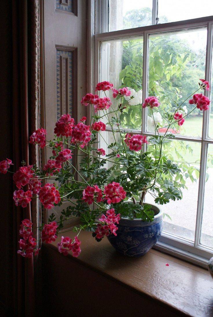 Цветы для северной стороны - список лучших растений на северное окно