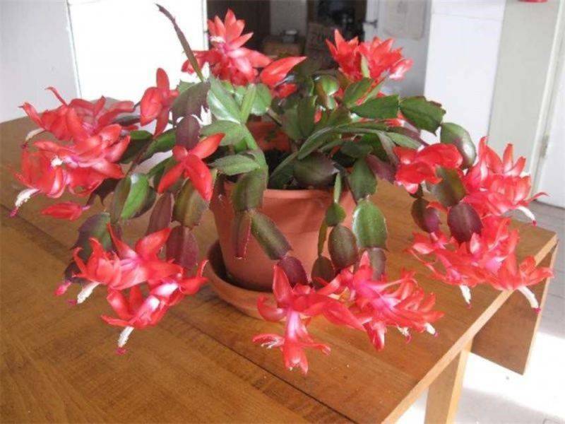 Цветок декабрист – уход в домашних условиях. отличия от кактусов в выращивании – полив, освещение, температура