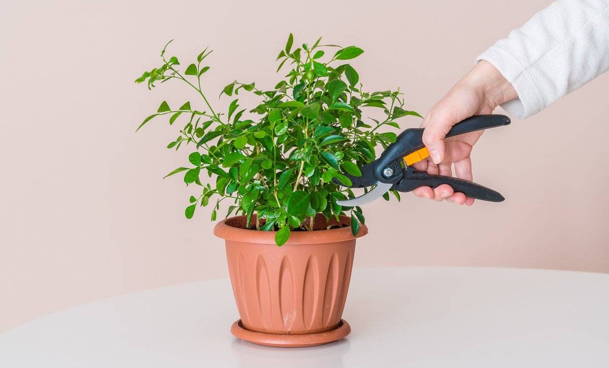 Как обрезать комнатные растения