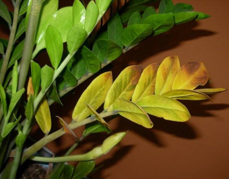 Замиокулькас: почему желтеют листья? правильный уход для начинающих цветоводов
