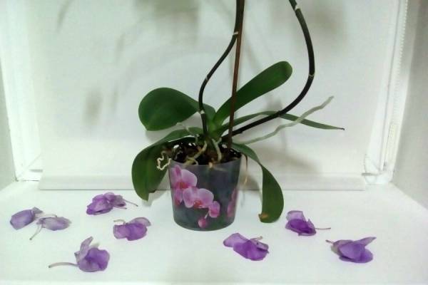 Почему у орхидеи опадают нераспустившиеся бутоны: основные причины и что при этом делать