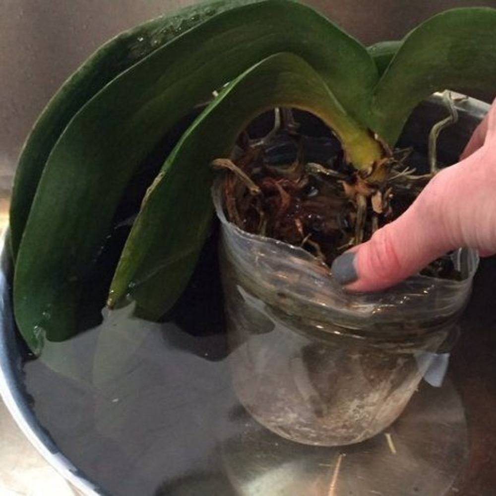 Варианты лечения орхидеи при потере тургора и других заболеваниях