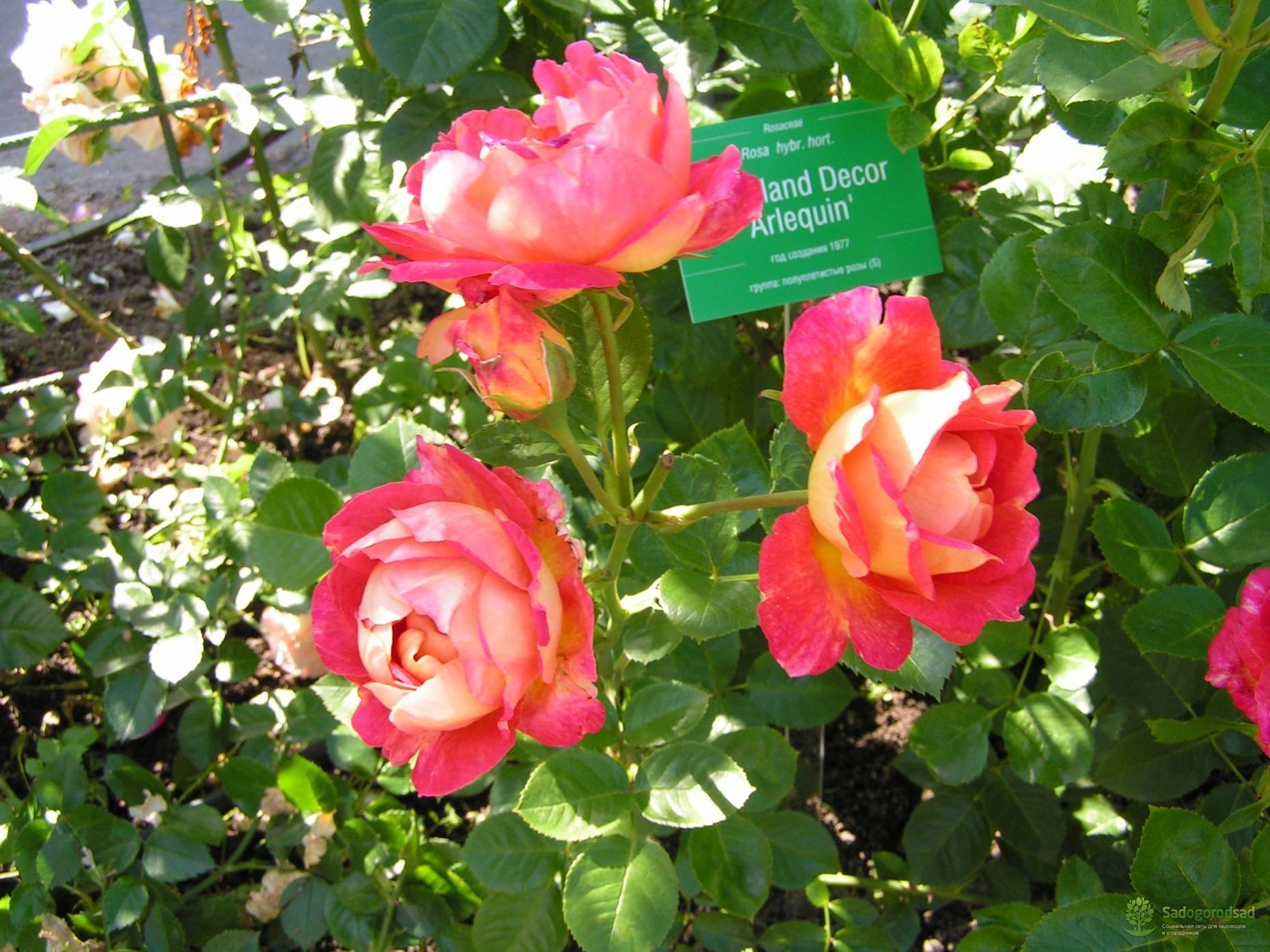 О розе арлекин (arlequin ): описание и характеристики сорта плетистой розы