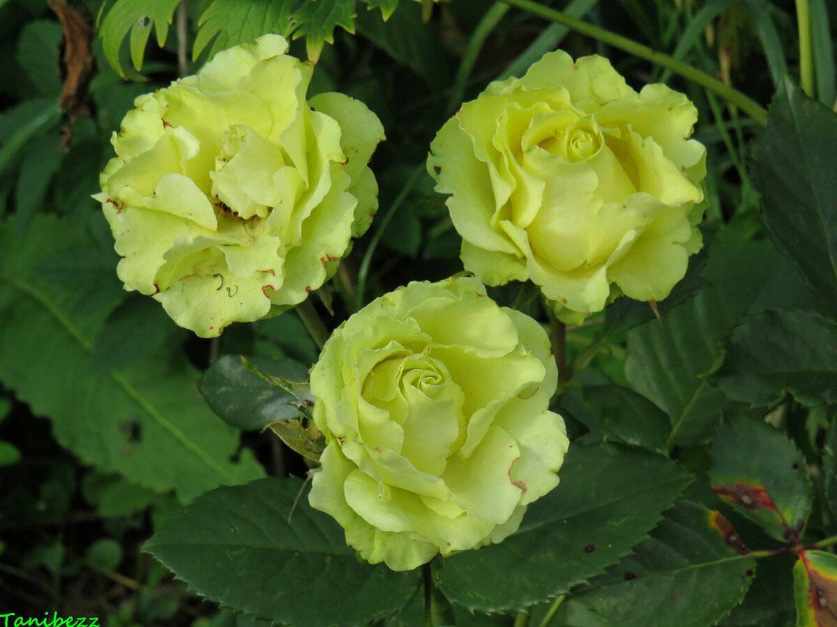 Роза Лимбо (Limbo) — характеристики сортового растения