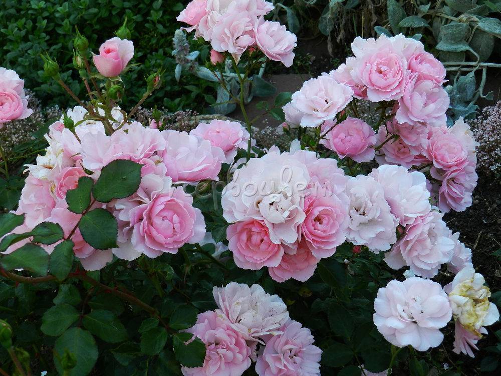 Основные правила выращивания французского сорта роз боника 82