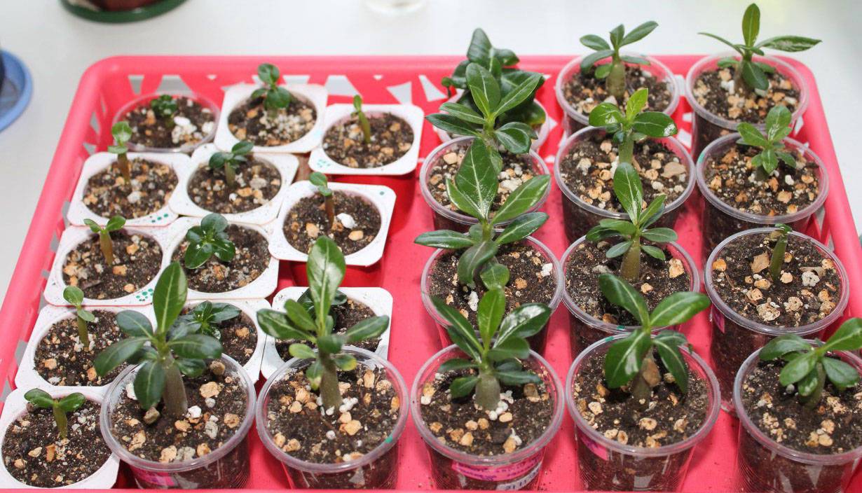 Комнатные растения в домашних условиях из семян: какие цветы можно вырастить, как осуществлять выращивание и размножение?