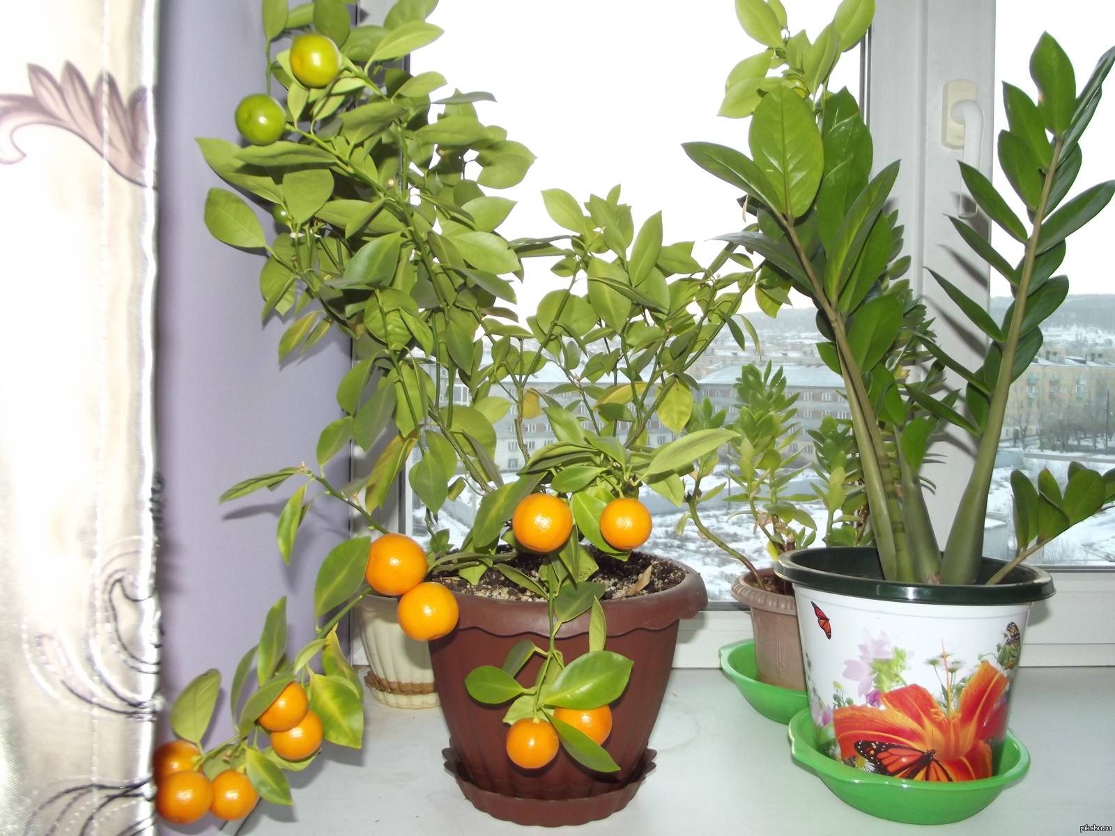 Комнатный мандарин: уход в домашних условиях за фруктовым садом