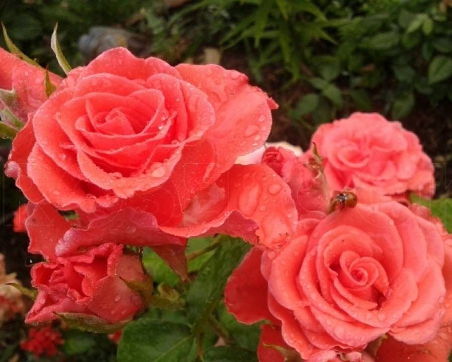 Розы кордес ?: характеристики, описание сорта, фото | qlumba.com