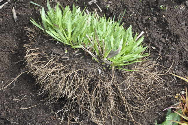 Гелениум: посадка и уход, фото, выращивание в открытом грунте из семян