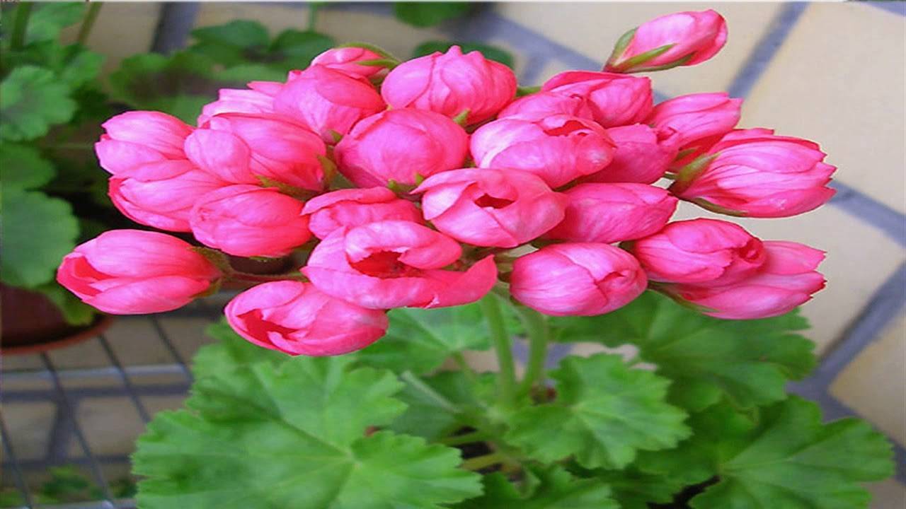 Семена пеларгонии тюльпановидной my-flowery.ru - все о цветах