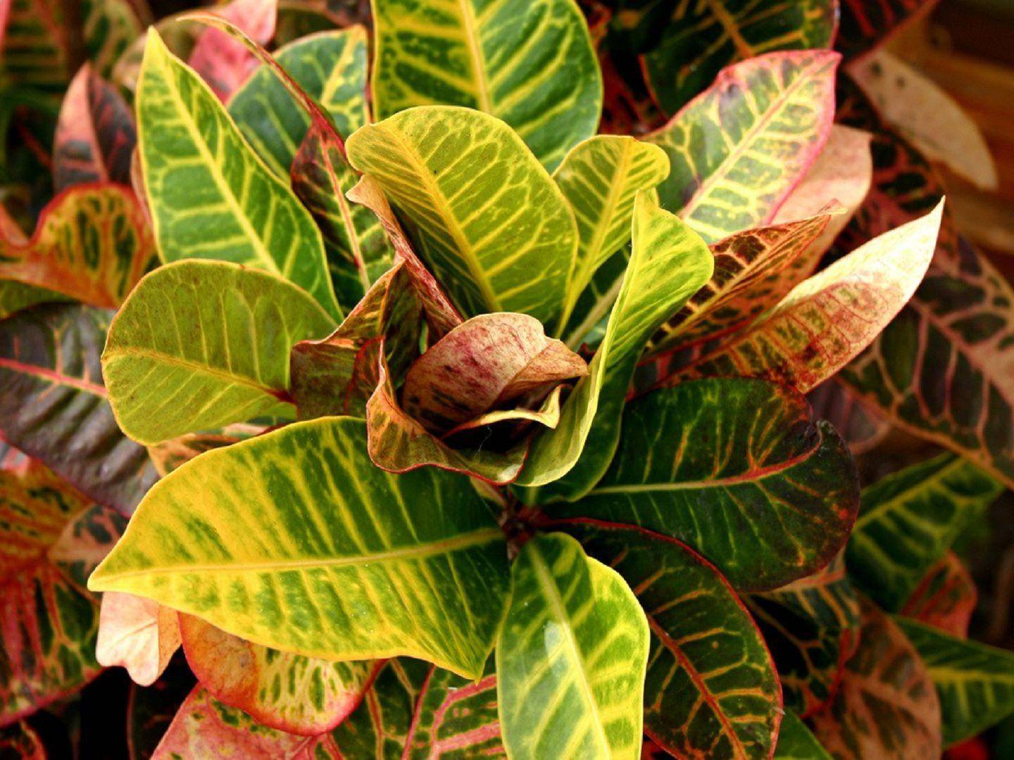 Кротон кодиеум: уход в домашних условиях, пересадка и размножение, почему сохнут и опадают листья