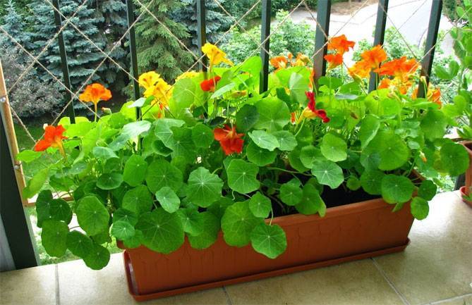 Настурция в саду: польза цветов + как посадить