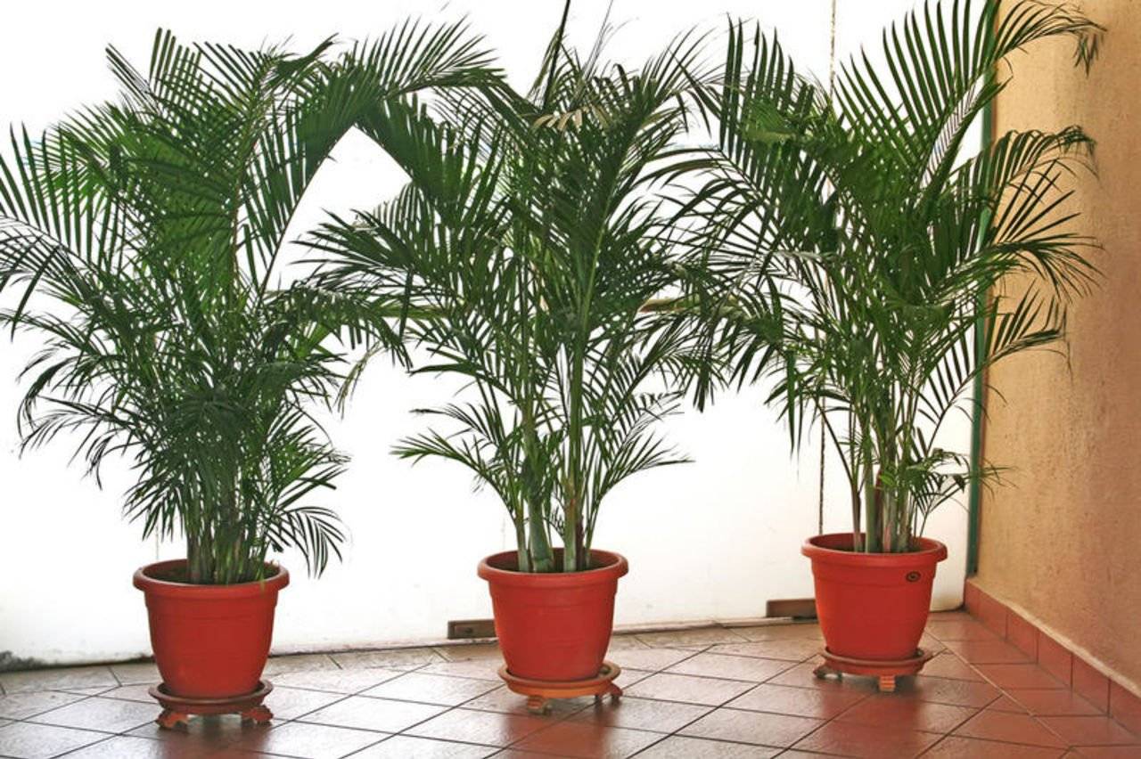 Что растет на пальме? семейство пальмовые. кокосовая пальма. финиковая пальма. королевская пальма :: syl.ru