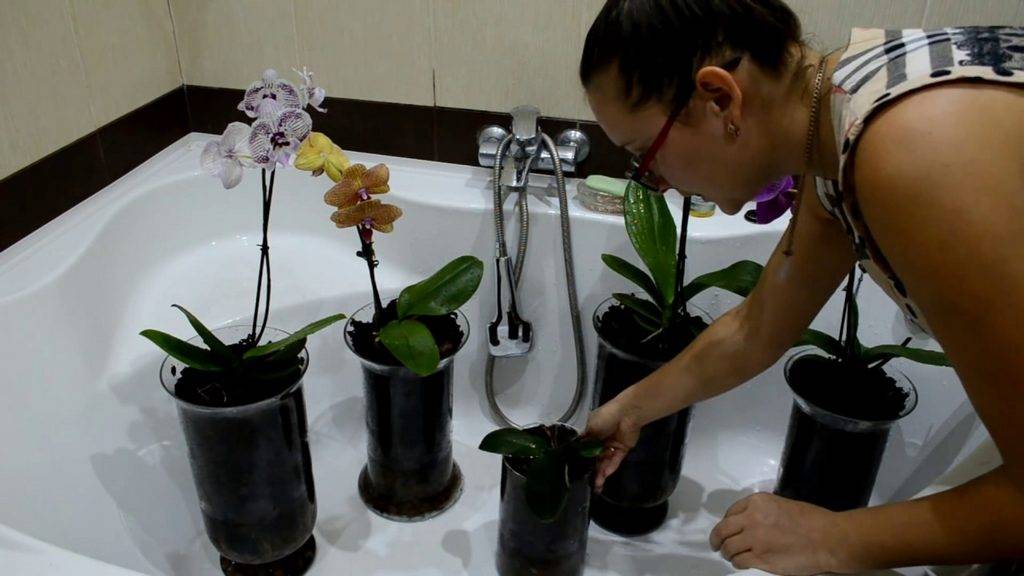 Что делать, если не цветет орхидея: дельные советы