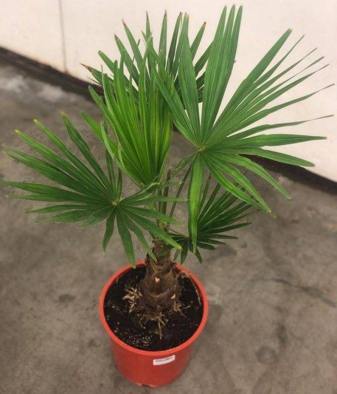 Вашингтония: правила выращивания веерной пальмы в помещении