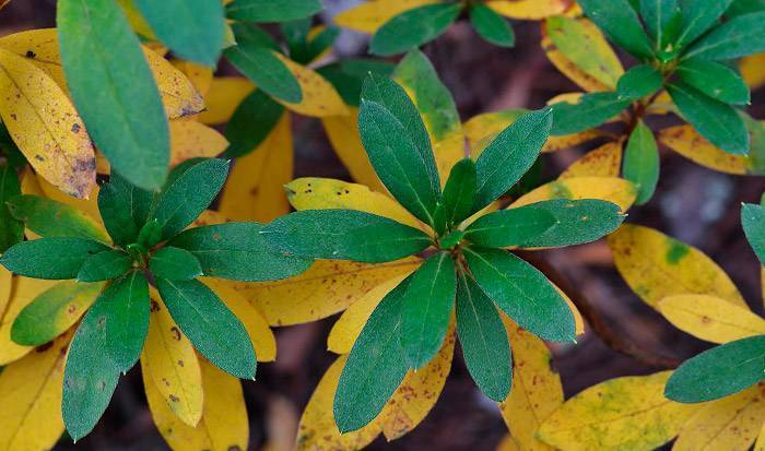 Осыпание азалии: почему сбрасывает листья, цветы и бутоны, что делать, чтобы спасти растение?