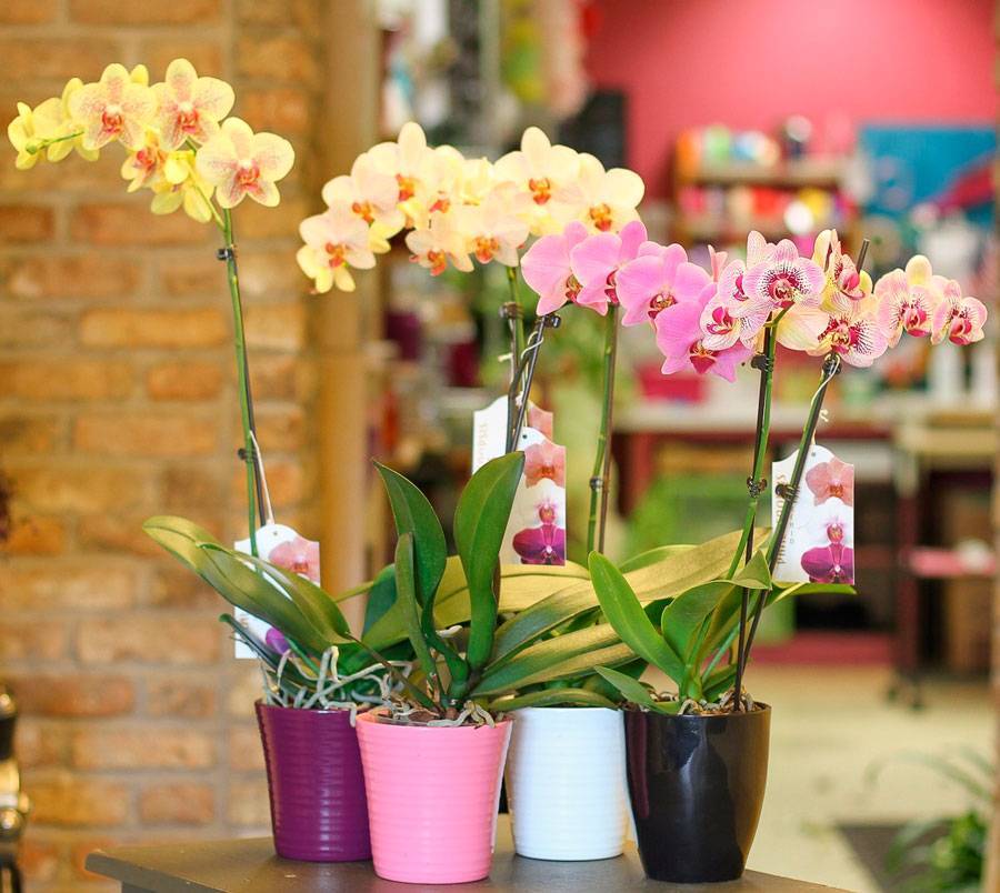 Орхидея фаленопсис - особый уход в домашних условиях | энциклопедия роз