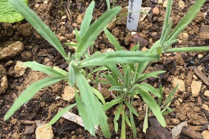Маттиола: выращивание из семян когда и как сажать на рассаду