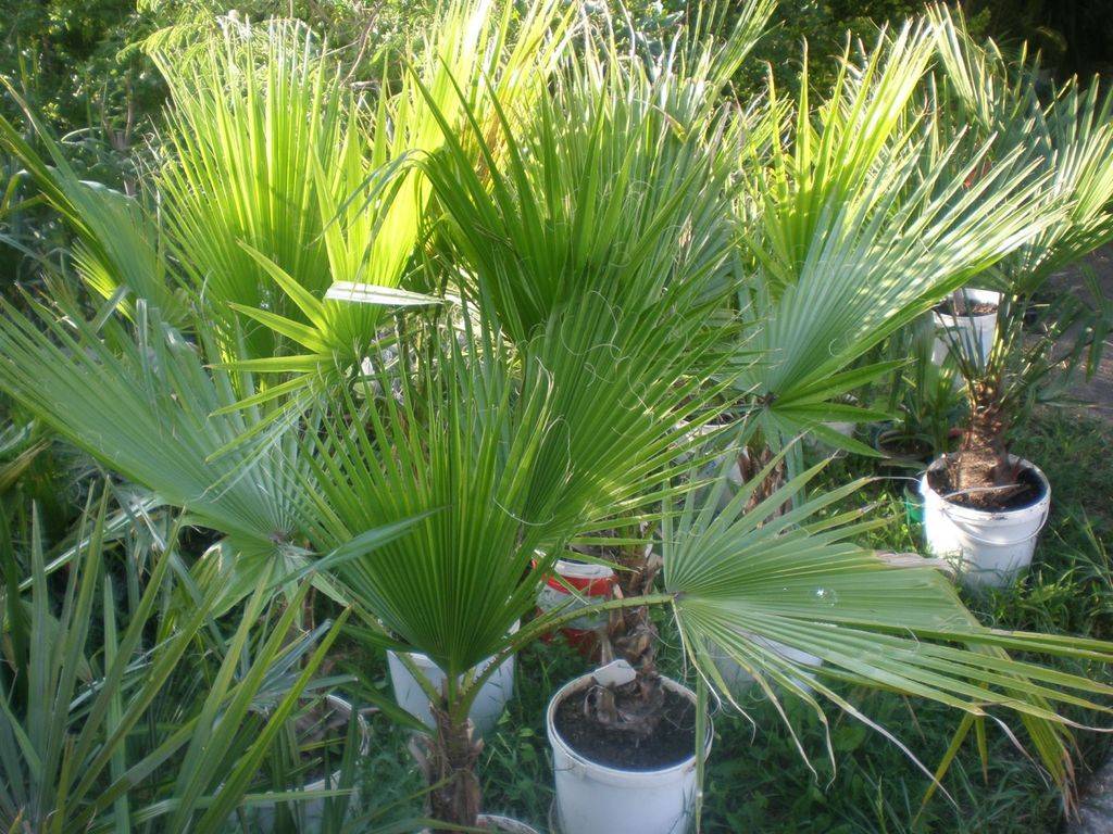 Рекомендации по уходу за пальмой вашингтонией в домашних условиях