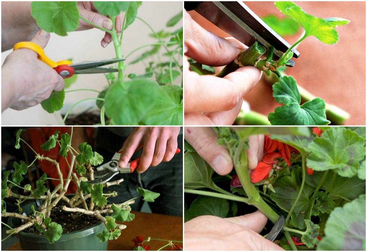 Как обрезать комнатные растения? — ботаничка