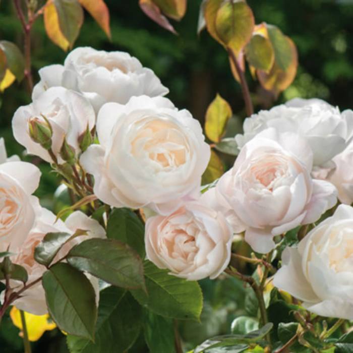 Роза клэр остин (claire austin): характеристика и описание сорта, фото, отзывы