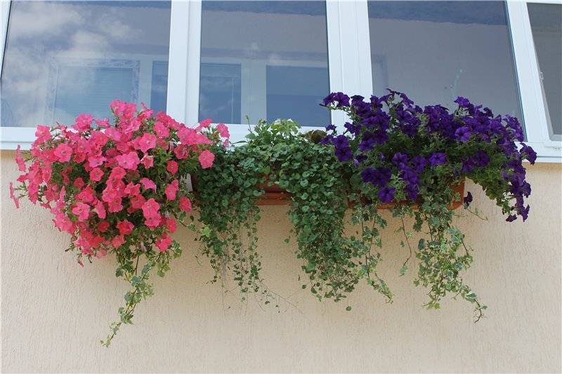 Вьющиеся растения для балкона