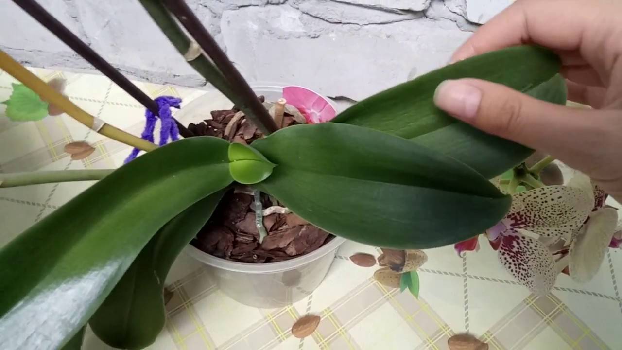 Что делать, если листья орхидеи потеряли тургор и морщинятся? диагностика, лечение, профилактика