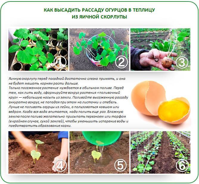 Разновидности агапантуса и особенности выращивания цветка в открытом грунте