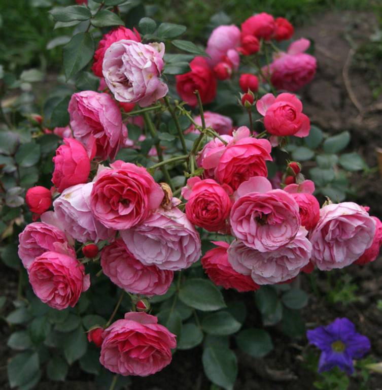 Роза Помпонелла (Pomponella) — характеристики сортового кустарника