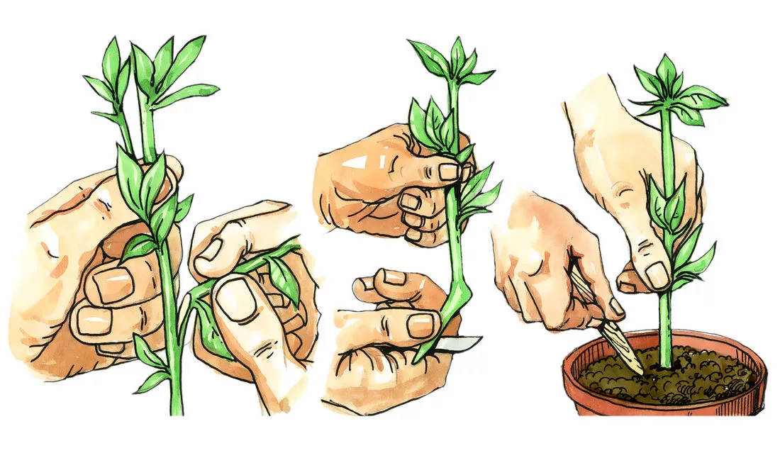 5 разных способов, которыми размножается жасмин и 8 полезных советов, как его выращивать