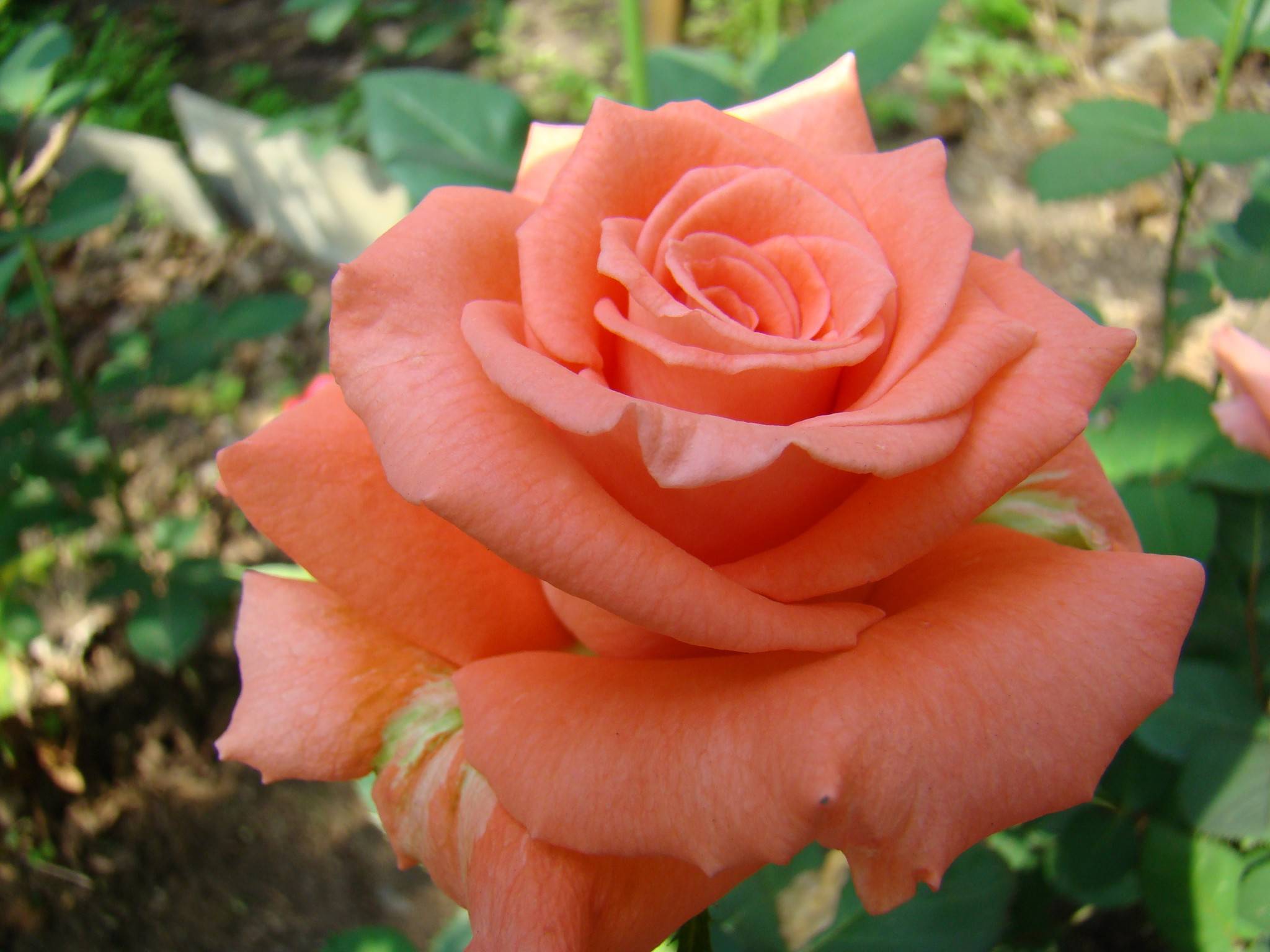 Чайно гибридные розы — сорта, описание, фото