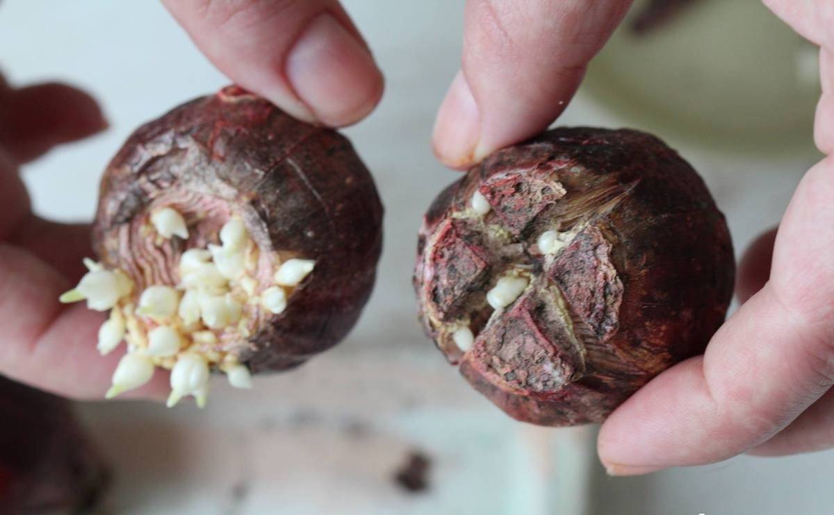 Когда выкапывать гиацинты после цветения в открытом грунте: нужно ли это делать во всех регионах