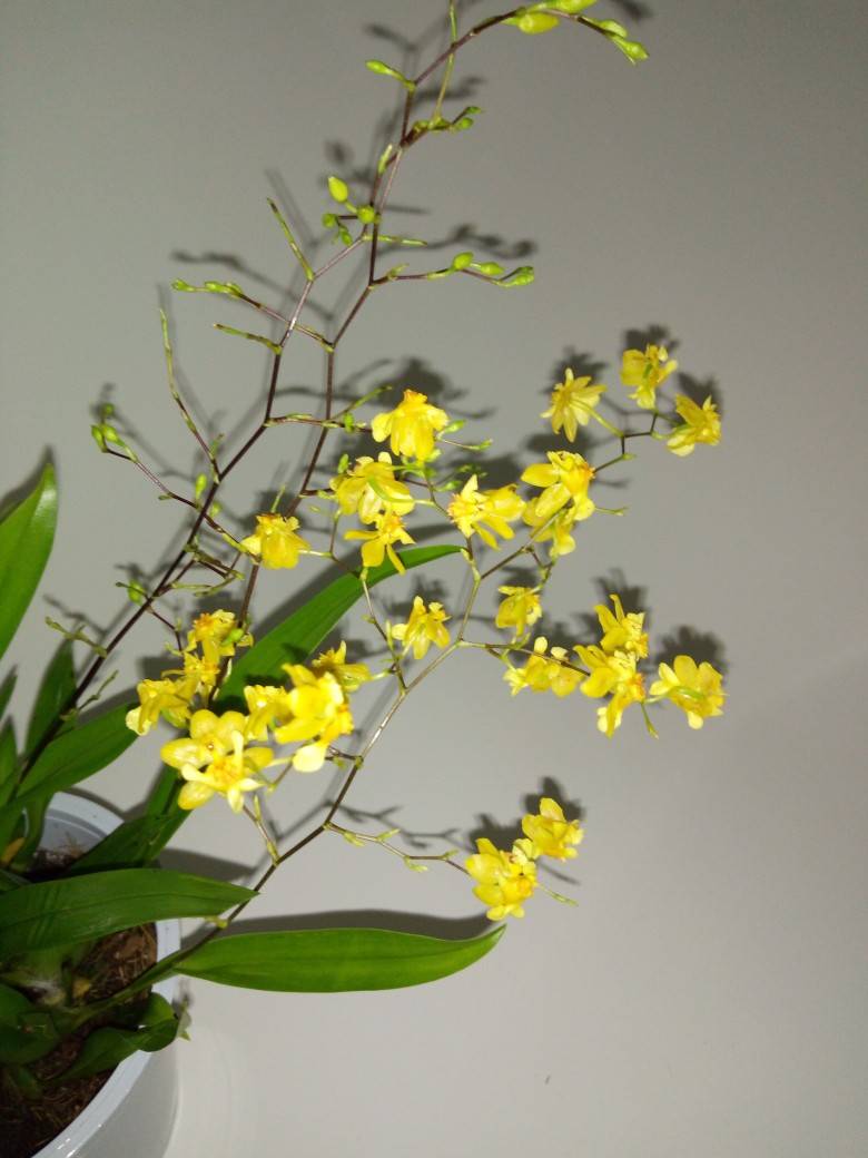 Орхидея онцидиум — уход в домашних условиях