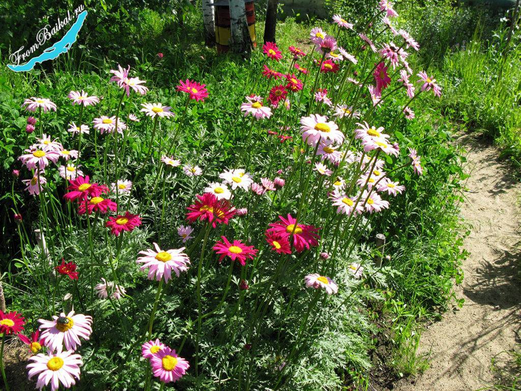 Утонченный пиретрум: особенности выращивания в своем саду