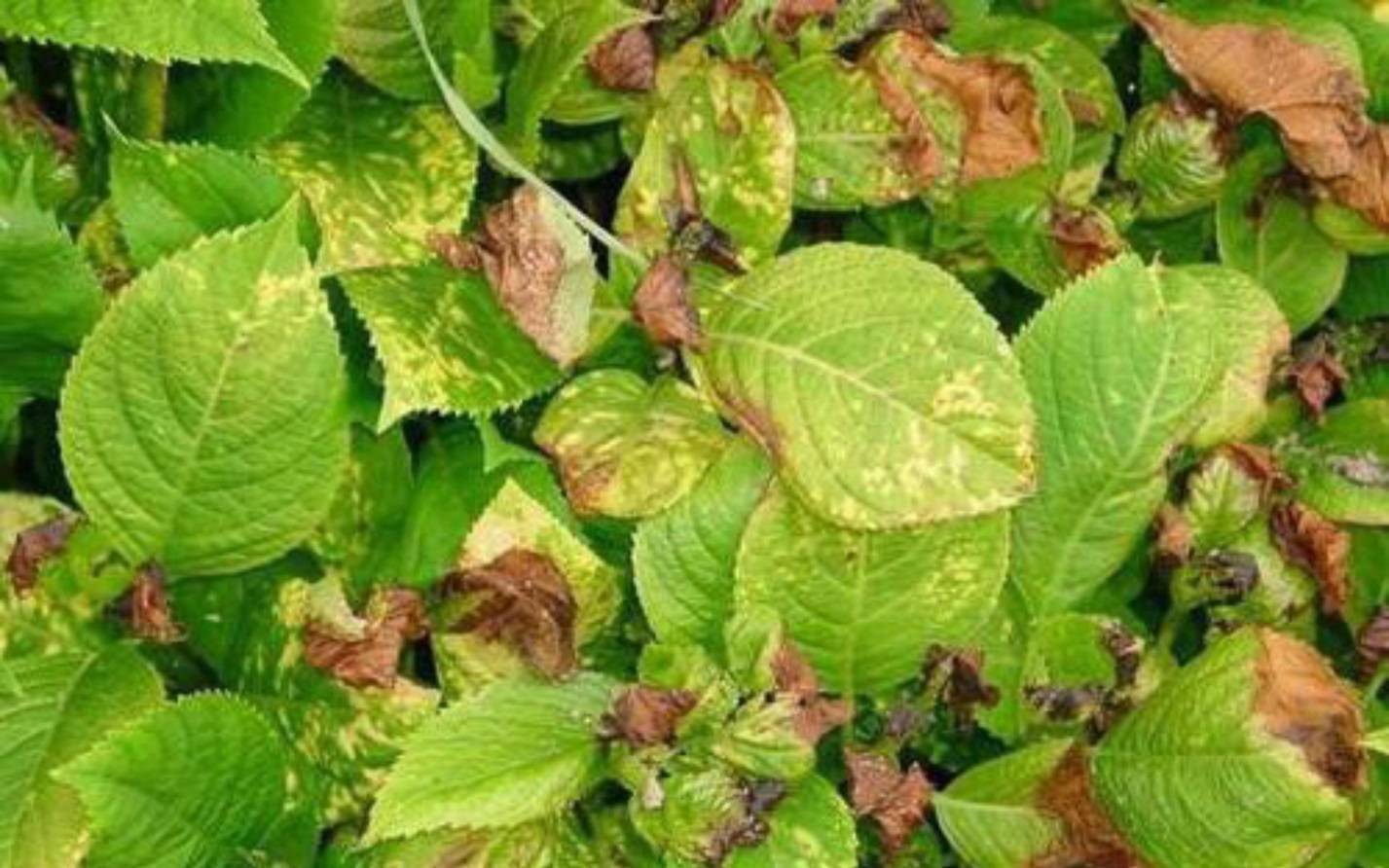 У гортензии сохнут листья: причины и решение проблемы