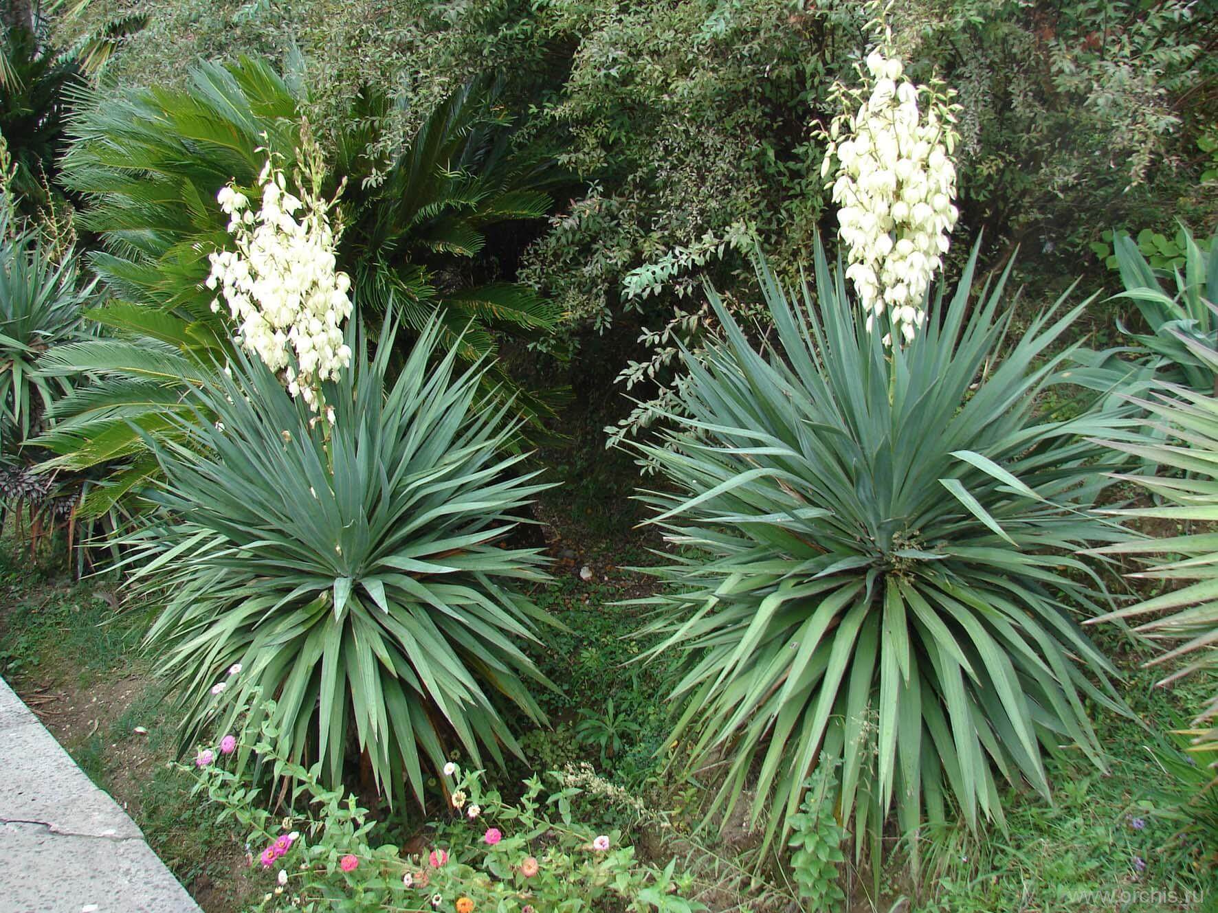 Вечнозелёный красавец-цветок — юкка. посадка и уход в домашних условиях и в открытом грунте
