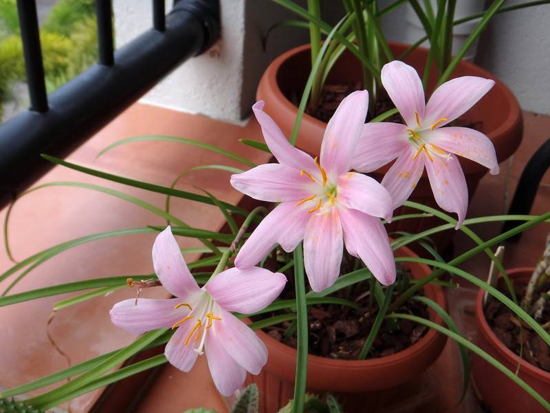 Цветок зефирантес - выращивание в домашних условиях, виды и сорта, фото