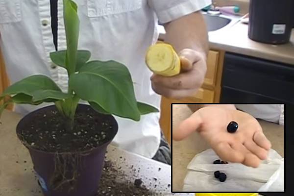 Как вырастить банан в домашних условиях? особенности ухода за растением