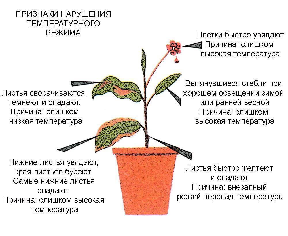 Описание и виды комнатного растения «дизитоготека»