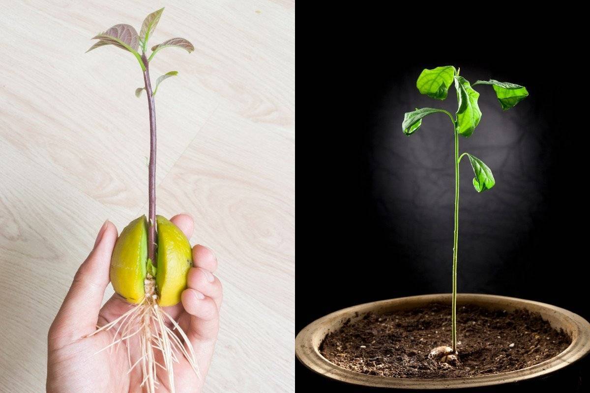 Авокадо: выращивание в домашних условиях из косточки | (фото & видео) +отзывы