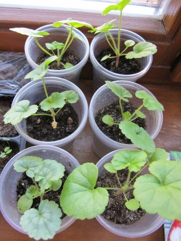 Пеларгония: выращивание из семян в домашних условиях