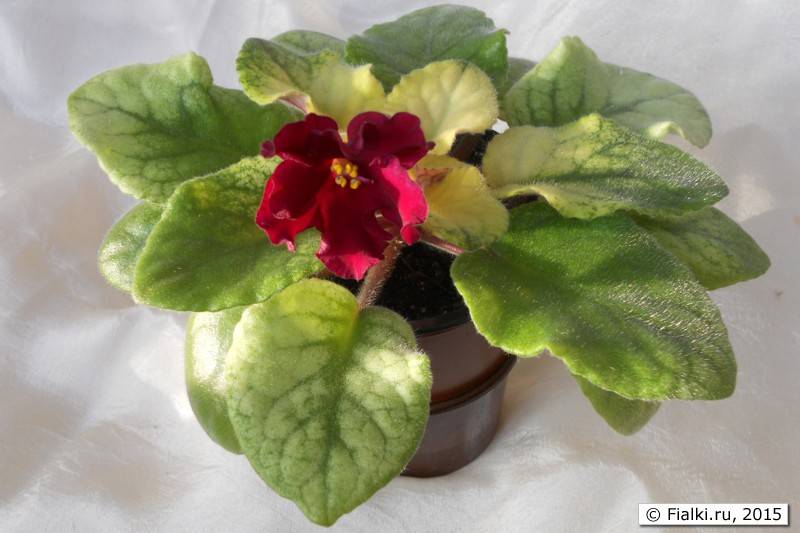 Фиалка: уход в домашних условиях за небольшими цветущими растениями