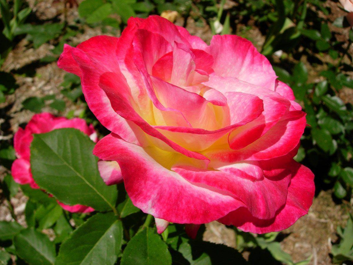 О розе дабл делайт (double delight): описание сорта чайно гибридной розы