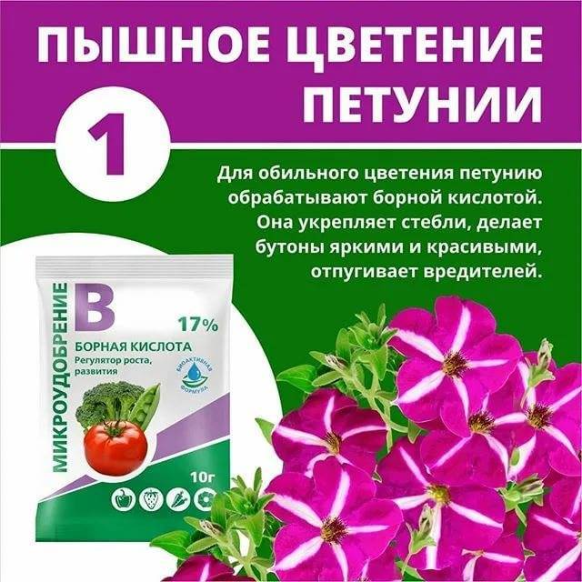 Петунии: размножение черенками. чем подкормить петунию для обильного цветения :: syl.ru