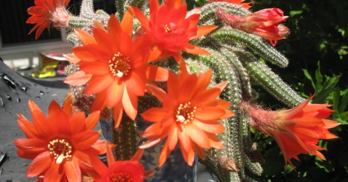 Виды кактусов: сорта, которые должны быть в коллекции
